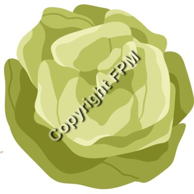 157 Lettuce Thumbnail