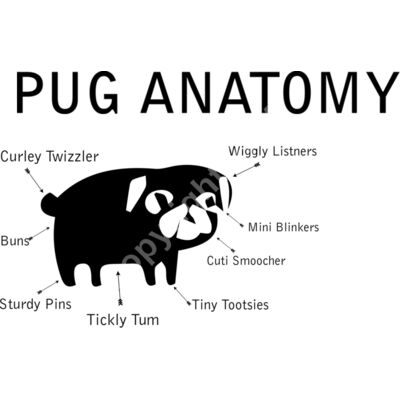 A1051 Pug Thumbnail