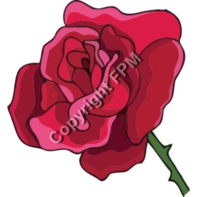 A1243 Rose Thumbnail