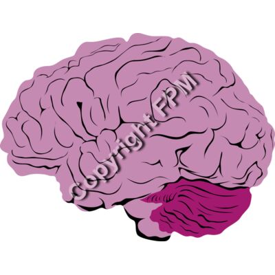 B1040 Brain Thumbnail