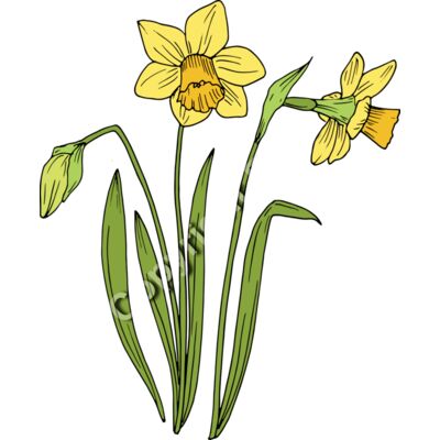 B6177 Daffodil Thumbnail