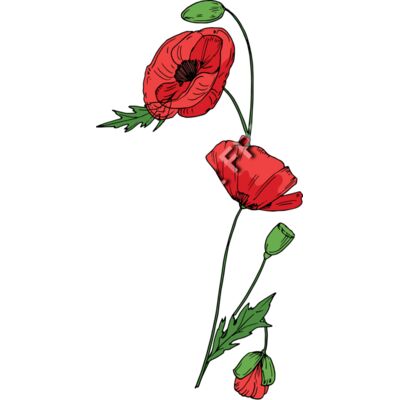 B6178 Poppies Thumbnail