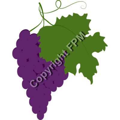 B4370 Grapes Thumbnail