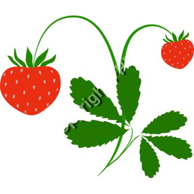 B4371 Strawberries Thumbnail