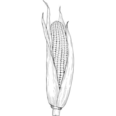 07988 Corn Thumbnail