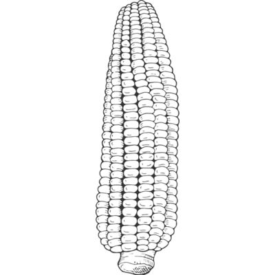 07989 Corn Thumbnail